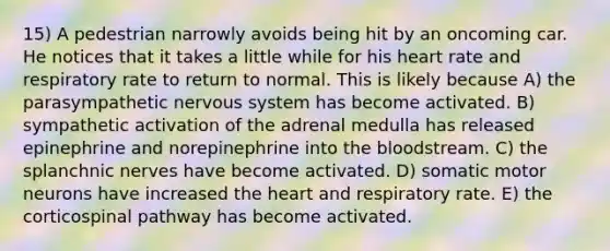 15) A pedestrian narrowly avoids being hit by an oncoming car. He notices that it takes a little while for his heart rate and respiratory rate to return to normal. This is likely because A) the parasympathetic nervous system has become activated. B) sympathetic activation of the adrenal medulla has released epinephrine and norepinephrine into the bloodstream. C) the splanchnic nerves have become activated. D) somatic motor neurons have increased the heart and respiratory rate. E) the corticospinal pathway has become activated.