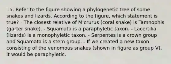 15. Refer to the figure showing a phylogenetic tree of some snakes and lizards. According to the figure, which statement is true? - The closest relative of Micrurus (coral snake) is Tamnophis (garter snake). - Squamata is a paraphyletic taxon. - Lacertilia (lizards) is a monophyletic taxon. - Serpentes is a crown group and Squamata is a stem group. - If we created a new taxon consisting of the venomous snakes (shown in figure as group V), it would be paraphyletic.