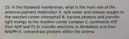 15. In the thylakoid membranes, what is the main role of the antenna pigment molecules? A. split water and release oxygen to the reaction-center chlorophyll B. harvest photons and transfer light energy to the reaction-center complex C. synthesize ATP from ADP and P1 D. transfer electrons to ferredoxin and then NADPH E. concentrate photons within the stroma