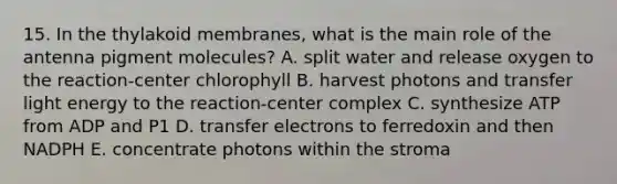 15. In the thylakoid membranes, what is the main role of the antenna pigment molecules? A. split water and release oxygen to the reaction-center chlorophyll B. harvest photons and transfer light energy to the reaction-center complex C. synthesize ATP from ADP and P1 D. transfer electrons to ferredoxin and then NADPH E. concentrate photons within the stroma