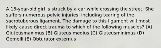 A 15-year-old girl is struck by a car while crossing the street. She suffers numerous pelvic injuries, including tearing of the sacrotuberous ligament. The damage to this ligament will most likely cause direct trauma to which of the following muscles? (A) Gluteusmaximus (B) Gluteus medius (C) Gluteusminimus (D) Gemelli (E) Obturator externus