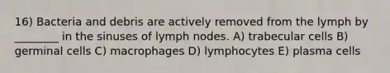 16) Bacteria and debris are actively removed from the lymph by ________ in the sinuses of lymph nodes. A) trabecular cells B) germinal cells C) macrophages D) lymphocytes E) plasma cells