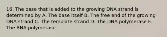 16. The base that is added to the growing DNA strand is determined by A. The base itself B. The free end of the growing DNA strand C. The template strand D. The DNA polymerase E. The RNA polymerase