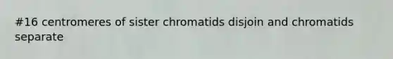 #16 centromeres of sister chromatids disjoin and chromatids separate