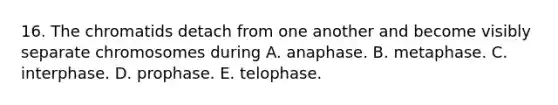 16. The chromatids detach from one another and become visibly separate chromosomes during A. anaphase. B. metaphase. C. interphase. D. prophase. E. telophase.