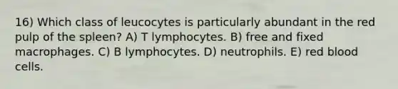 16) Which class of leucocytes is particularly abundant in the red pulp of the spleen? A) T lymphocytes. B) free and fixed macrophages. C) B lymphocytes. D) neutrophils. E) red blood cells.