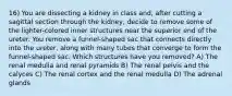 16) You are dissecting a kidney in class and, after cutting a sagittal section through the kidney, decide to remove some of the lighter-colored inner structures near the superior end of the ureter. You remove a funnel-shaped sac that connects directly into the ureter, along with many tubes that converge to form the funnel-shaped sac. Which structures have you removed? A) The renal medulla and renal pyramids B) The renal pelvis and the calyces C) The renal cortex and the renal medulla D) The adrenal glands