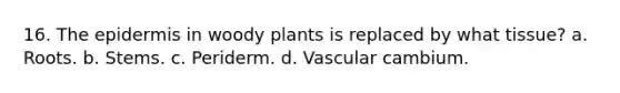 16. <a href='https://www.questionai.com/knowledge/kBFgQMpq6s-the-epidermis' class='anchor-knowledge'>the epidermis</a> in woody plants is replaced by what tissue? a. Roots. b. Stems. c. Periderm. d. Vascular cambium.