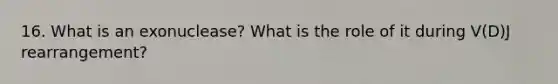 16. What is an exonuclease? What is the role of it during V(D)J rearrangement?