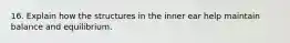 16. Explain how the structures in the inner ear help maintain balance and equilibrium.