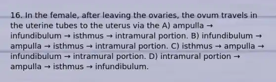 16. In the female, after leaving the ovaries, the ovum travels in the uterine tubes to the uterus via the A) ampulla → infundibulum → isthmus → intramural portion. B) infundibulum → ampulla → isthmus → intramural portion. C) isthmus → ampulla → infundibulum → intramural portion. D) intramural portion → ampulla → isthmus → infundibulum.