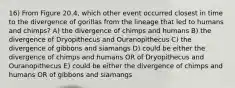 16) From Figure 20.4, which other event occurred closest in time to the divergence of gorillas from the lineage that led to humans and chimps? A) the divergence of chimps and humans B) the divergence of Dryopithecus and Ouranopithecus C) the divergence of gibbons and siamangs D) could be either the divergence of chimps and humans OR of Dryopithecus and Ouranopithecus E) could be either the divergence of chimps and humans OR of gibbons and siamangs