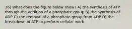 16) What does the figure below show? A) the synthesis of ATP through the addition of a phosphate group B) the synthesis of ADP C) the removal of a phosphate group from ADP D) the breakdown of ATP to perform cellular work