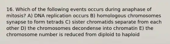 16. Which of the following events occurs during anaphase of mitosis? A) DNA replication occurs B) homologous chromosomes synapse to form tetrads C) sister chromatids separate from each other D) the chromosomes decondense into chromatin E) the chromosome number is reduced from diploid to haploid