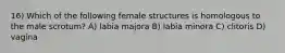 16) Which of the following female structures is homologous to the male scrotum? A) labia majora B) labia minora C) clitoris D) vagina