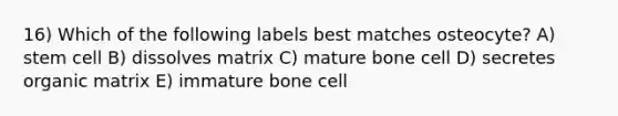 16) Which of the following labels best matches osteocyte? A) stem cell B) dissolves matrix C) mature bone cell D) secretes organic matrix E) immature bone cell