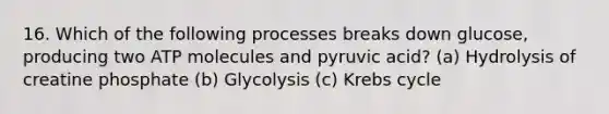 16. Which of the following processes breaks down glucose, producing two ATP molecules and pyruvic acid? (a) Hydrolysis of creatine phosphate (b) Glycolysis (c) Krebs cycle