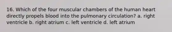 16. Which of the four muscular chambers of the human heart directly propels blood into the pulmonary circulation? a. right ventricle b. right atrium c. left ventricle d. left atrium