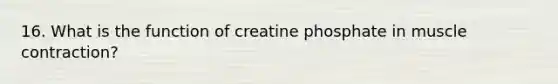 16. What is the function of creatine phosphate in muscle contraction?