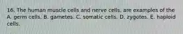 16. The human muscle cells and nerve cells, are examples of the A. germ cells. B. gametes. C. somatic cells. D. zygotes. E. haploid cells.