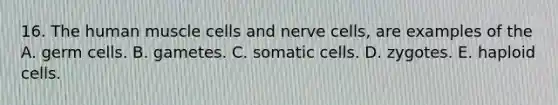 16. The human muscle cells and nerve cells, are examples of the A. germ cells. B. gametes. C. somatic cells. D. zygotes. E. haploid cells.