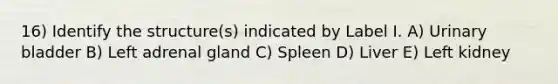 16) Identify the structure(s) indicated by Label I. A) Urinary bladder B) Left adrenal gland C) Spleen D) Liver E) Left kidney