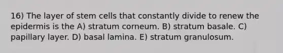 16) The layer of stem cells that constantly divide to renew <a href='https://www.questionai.com/knowledge/kBFgQMpq6s-the-epidermis' class='anchor-knowledge'>the epidermis</a> is the A) stratum corneum. B) stratum basale. C) papillary layer. D) basal lamina. E) stratum granulosum.