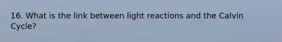 16. What is the link between light reactions and the Calvin Cycle?