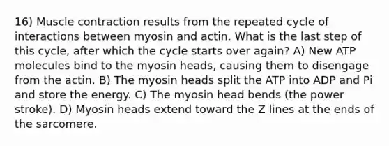 16) Muscle contraction results from the repeated cycle of interactions between myosin and actin. What is the last step of this cycle, after which the cycle starts over again? A) New ATP molecules bind to the myosin heads, causing them to disengage from the actin. B) The myosin heads split the ATP into ADP and Pi and store the energy. C) The myosin head bends (the power stroke). D) Myosin heads extend toward the Z lines at the ends of the sarcomere.