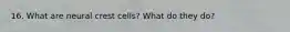 16. What are neural crest cells? What do they do?