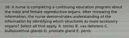 16. A nurse is completing a continuing education program about the male and female reproductive organs. After reviewing the information, the nurse demonstrates understanding of the information by identifying which structures as male accessory organs? Select all that apply. A. testes B. vas deferens C. bulbourethral glands D. prostate gland E. penis