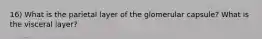 16) What is the parietal layer of the glomerular capsule? What is the visceral layer?