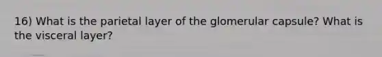 16) What is the parietal layer of the glomerular capsule? What is the visceral layer?