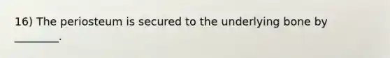 16) The periosteum is secured to the underlying bone by ________.