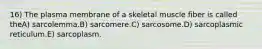 16) The plasma membrane of a skeletal muscle fiber is called theA) sarcolemma.B) sarcomere.C) sarcosome.D) sarcoplasmic reticulum.E) sarcoplasm.