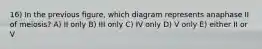 16) In the previous figure, which diagram represents anaphase II of meiosis? A) II only B) III only C) IV only D) V only E) either II or V