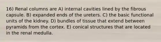 16) Renal columns are A) internal cavities lined by the fibrous capsule. B) expanded ends of the ureters. C) the basic functional units of the kidney. D) bundles of tissue that extend between pyramids from the cortex. E) conical structures that are located in the renal medulla.