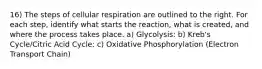 16) The steps of cellular respiration are outlined to the right. For each step, identify what starts the reaction, what is created, and where the process takes place. a) Glycolysis: b) Kreb's Cycle/Citric Acid Cycle: c) Oxidative Phosphorylation (Electron Transport Chain)