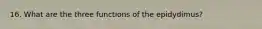 16. What are the three functions of the epidydimus?