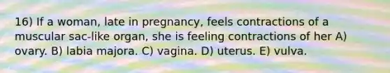 16) If a woman, late in pregnancy, feels contractions of a muscular sac-like organ, she is feeling contractions of her A) ovary. B) labia majora. C) vagina. D) uterus. E) vulva.