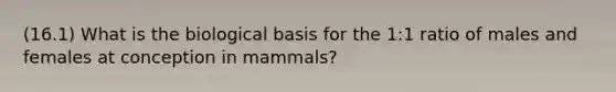 (16.1) What is the biological basis for the 1:1 ratio of males and females at conception in mammals?