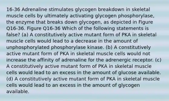 16-36 Adrenaline stimulates glycogen breakdown in skeletal muscle cells by ultimately activating glycogen phosphorylase, the enzyme that breaks down glycogen, as depicted in Figure Q16-36. Figure Q16-36 Which of the following statements is false? (a) A constitutively active mutant form of PKA in skeletal muscle cells would lead to a decrease in the amount of unphosphorylated phosphorylase kinase. (b) A constitutively active mutant form of PKA in skeletal muscle cells would not increase the affinity of adrenaline for the adrenergic receptor. (c) A constitutively active mutant form of PKA in skeletal muscle cells would lead to an excess in the amount of glucose available. (d) A constitutively active mutant form of PKA in skeletal muscle cells would lead to an excess in the amount of glycogen available.