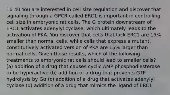 16-40 You are interested in cell-size regulation and discover that signaling through a GPCR called ERC1 is important in controlling cell size in embryonic rat cells. The G protein downstream of ERC1 activates adenylyl cyclase, which ultimately leads to the activation of PKA. You discover that cells that lack ERC1 are 15% smaller than normal cells, while cells that express a mutant, constitutively activated version of PKA are 15% larger than normal cells. Given these results, which of the following treatments to embryonic rat cells should lead to smaller cells? (a) addition of a drug that causes cyclic AMP phosphodiesterase to be hyperactive (b) addition of a drug that prevents GTP hydrolysis by Gα (c) addition of a drug that activates adenylyl cyclase (d) addition of a drug that mimics the ligand of ERC1