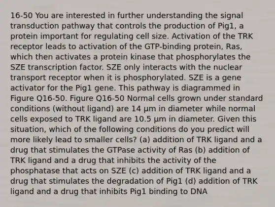 16-50 You are interested in further understanding the signal transduction pathway that controls the production of Pig1, a protein important for regulating cell size. Activation of the TRK receptor leads to activation of the GTP-binding protein, Ras, which then activates a protein kinase that phosphorylates the SZE transcription factor. SZE only interacts with the nuclear transport receptor when it is phosphorylated. SZE is a gene activator for the Pig1 gene. This pathway is diagrammed in Figure Q16-50. Figure Q16-50 Normal cells grown under standard conditions (without ligand) are 14 μm in diameter while normal cells exposed to TRK ligand are 10.5 μm in diameter. Given this situation, which of the following conditions do you predict will more likely lead to smaller cells? (a) addition of TRK ligand and a drug that stimulates the GTPase activity of Ras (b) addition of TRK ligand and a drug that inhibits the activity of the phosphatase that acts on SZE (c) addition of TRK ligand and a drug that stimulates the degradation of Pig1 (d) addition of TRK ligand and a drug that inhibits Pig1 binding to DNA