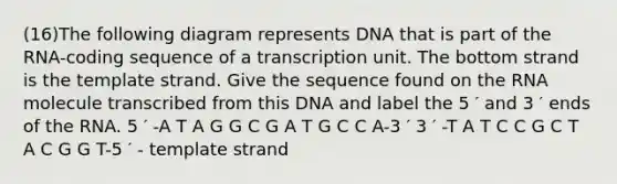 (16)The following diagram represents DNA that is part of the RNA-coding sequence of a transcription unit. The bottom strand is the template strand. Give the sequence found on the RNA molecule transcribed from this DNA and label the 5 ′ and 3 ′ ends of the RNA. 5 ′ -A T A G G C G A T G C C A-3 ′ 3 ′ -T A T C C G C T A C G G T-5 ′ - template strand