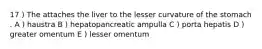 17 ) The attaches the liver to the lesser curvature of the stomach . A ) haustra B ) hepatopancreatic ampulla C ) porta hepatis D ) greater omentum E ) lesser omentum