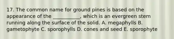 17. The common name for ground pines is based on the appearance of the ___________, which is an evergreen stem running along the surface of the solid. A. megaphylls B. gametophyte C. sporophylls D. cones and seed E. sporophyte