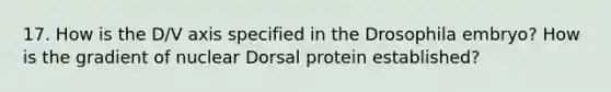 17. How is the D/V axis specified in the Drosophila embryo? How is the gradient of nuclear Dorsal protein established?