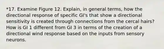 *17. Examine Figure 12. Explain, in general terms, how the directional response of specific GI's that show a directional sensitivity is created through connections from the cercal hairs? How is GI 1 different from GI 3 in terms of the creation of a directional wind response based on the inputs from sensory neurons.