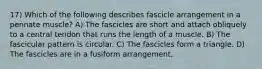 17) Which of the following describes fascicle arrangement in a pennate muscle? A) The fascicles are short and attach obliquely to a central tendon that runs the length of a muscle. B) The fascicular pattern is circular. C) The fascicles form a triangle. D) The fascicles are in a fusiform arrangement.